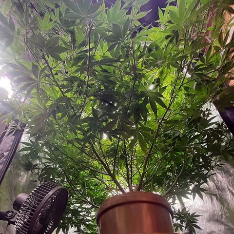 Think Tank growlog timeline photo