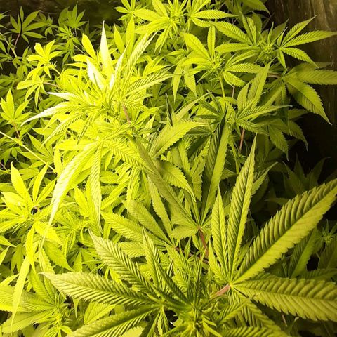 Think Tank growlog timeline photo