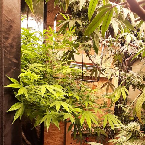 Think Tank growlog timeline photo