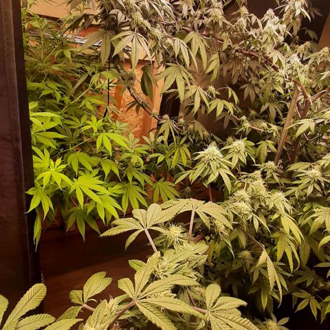 Mehrere Oreoz Pflanzen und Zyklen  growlog timeline photo