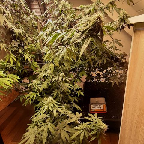 Mehrere Oreoz Pflanzen und Zyklen  growlog timeline photo