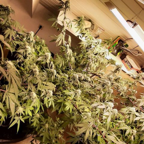 Mehrere Oreoz Pflanzen und Zyklen  growlog timeline photo