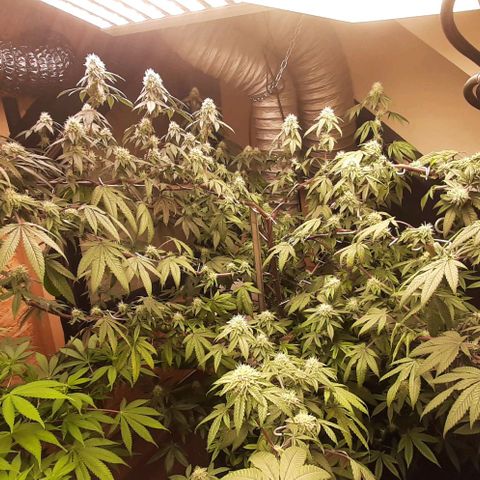 Mehrere Oreoz Pflanzen und Zyklen  growlog timeline photo