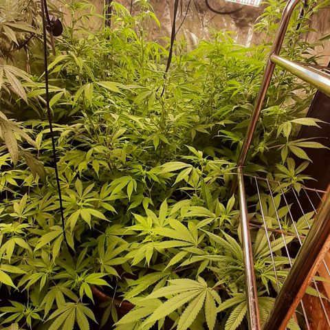 Think Tank growlog timeline photo