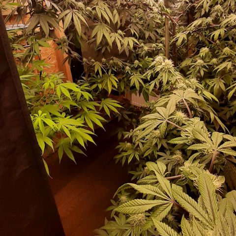 Mehrere Oreoz Pflanzen und Zyklen  growlog timeline photo