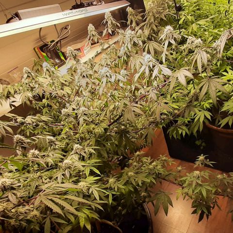 Mehrere Oreoz Pflanzen und Zyklen  growlog timeline photo