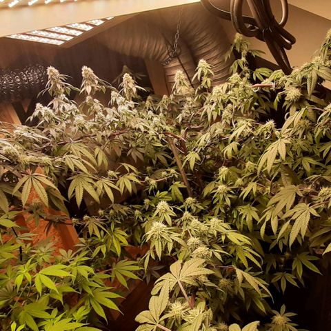 Mehrere Oreoz Pflanzen und Zyklen  growlog timeline photo