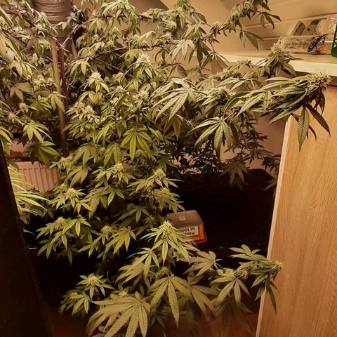 Mehrere Oreoz Pflanzen und Zyklen  growlog timeline photo