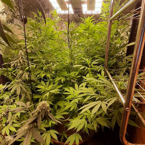 Think Tank growlog timeline photo