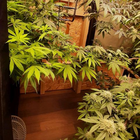 Think Tank growlog timeline photo