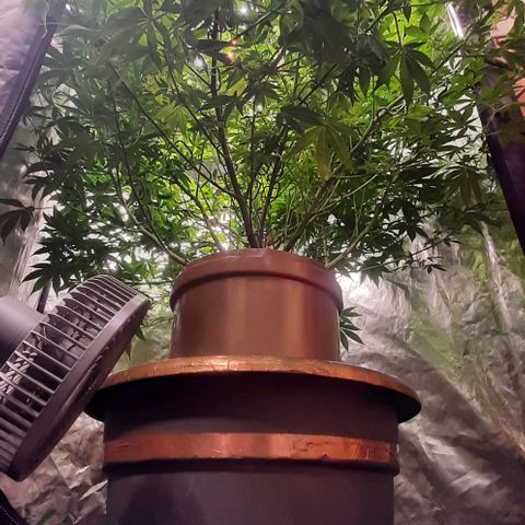 Think Tank growlog timeline photo