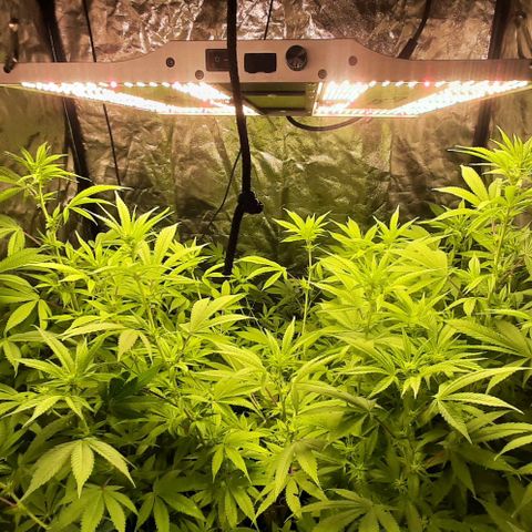 Think Tank growlog timeline photo