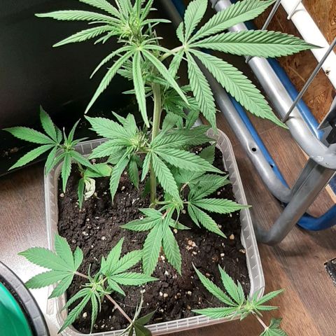 Think Tank growlog photo: Stecklinge