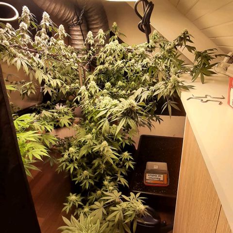 Mehrere Oreoz Pflanzen und Zyklen  growlog timeline photo