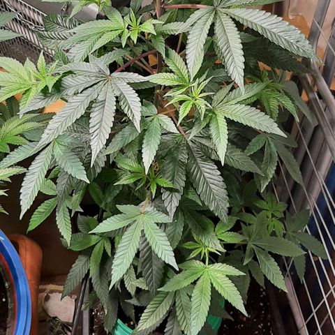 Mehrere Oreoz Pflanzen und Zyklen  growlog timeline photo