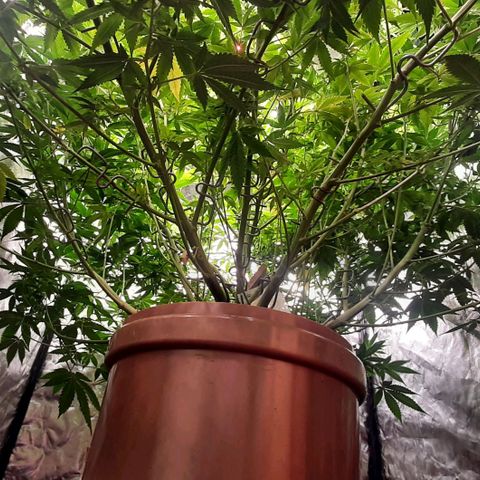 Think Tank growlog timeline photo