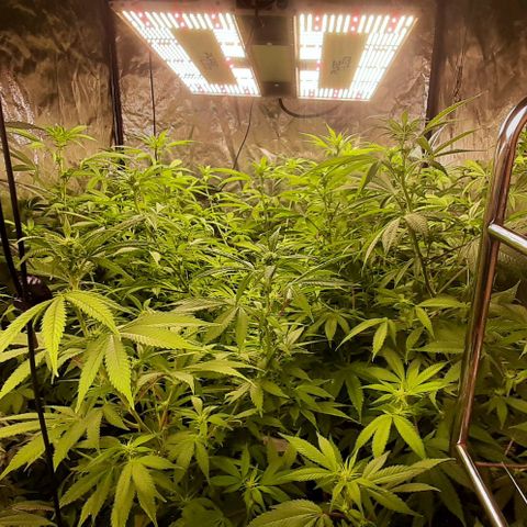 Think Tank growlog timeline photo