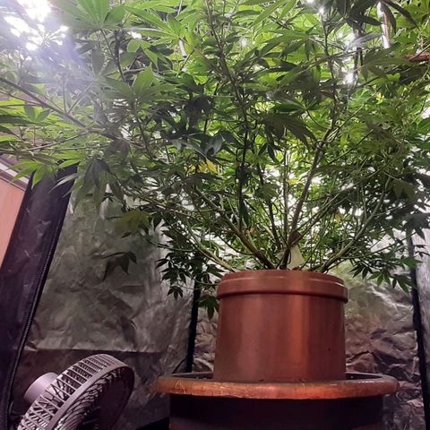 Think Tank growlog timeline photo