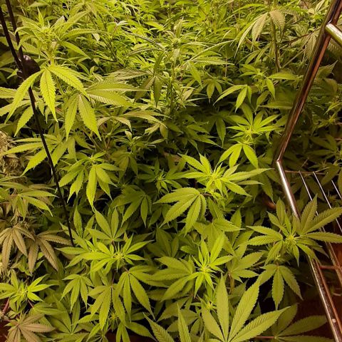 Think Tank growlog timeline photo