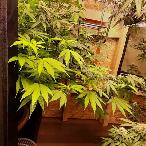 Think Tank growlog timeline photo