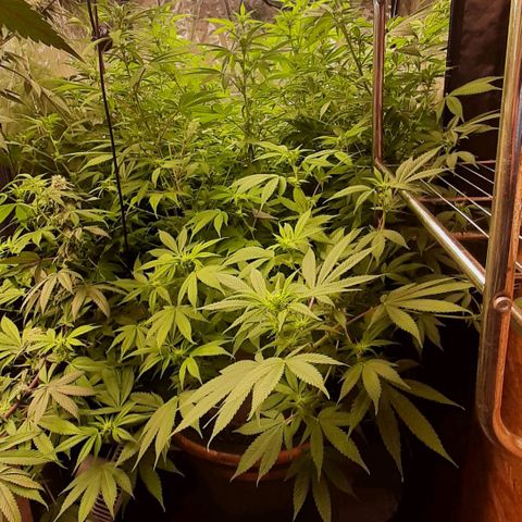 Think Tank growlog timeline photo