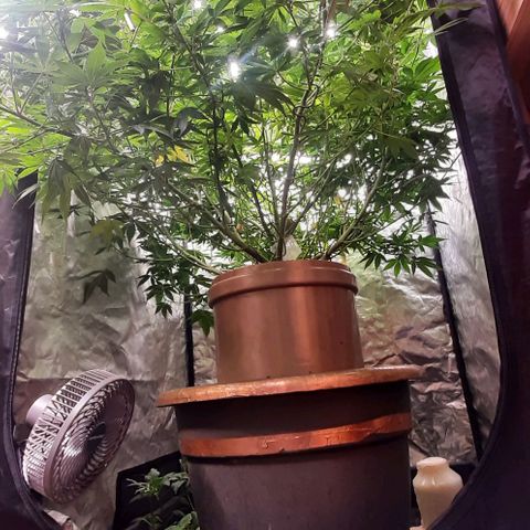 Think Tank growlog timeline photo