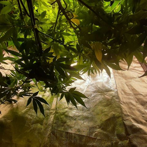 Think Tank growlog timeline photo