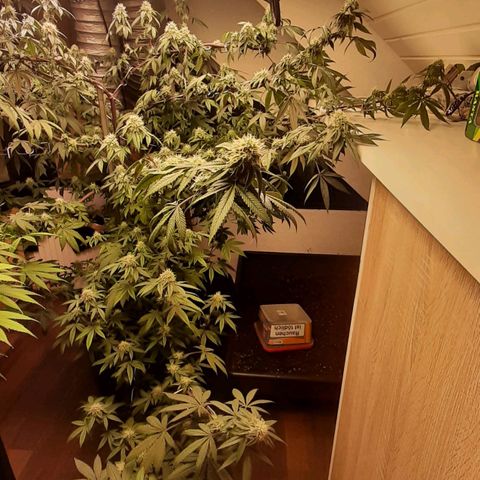 Mehrere Oreoz Pflanzen und Zyklen  growlog timeline photo