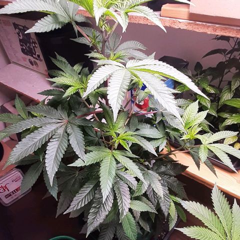 Mehrere Oreoz Pflanzen und Zyklen  growlog timeline photo