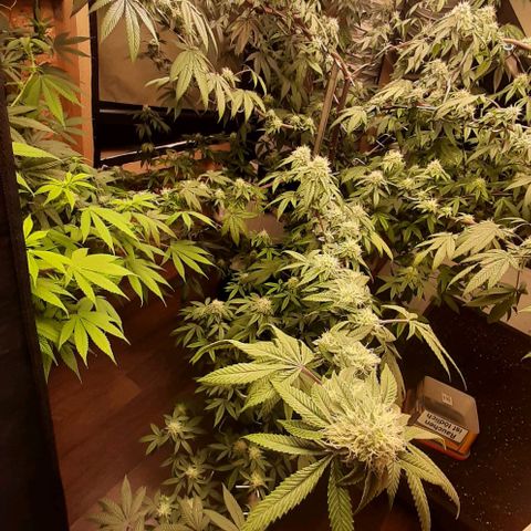 Mehrere Oreoz Pflanzen und Zyklen  growlog timeline photo