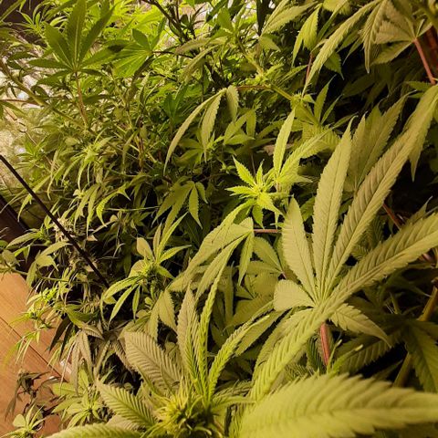 Think Tank growlog timeline photo