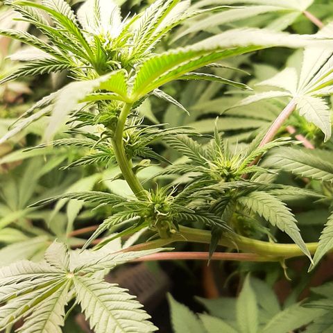 Think Tank growlog timeline photo