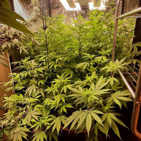 Think Tank growlog timeline photo