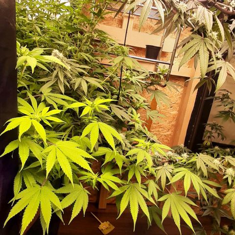 Think Tank growlog timeline photo