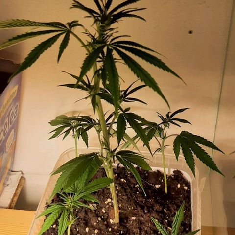 Think Tank growlog timeline photo