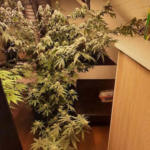 Mehrere Oreoz Pflanzen und Zyklen  growlog timeline photo