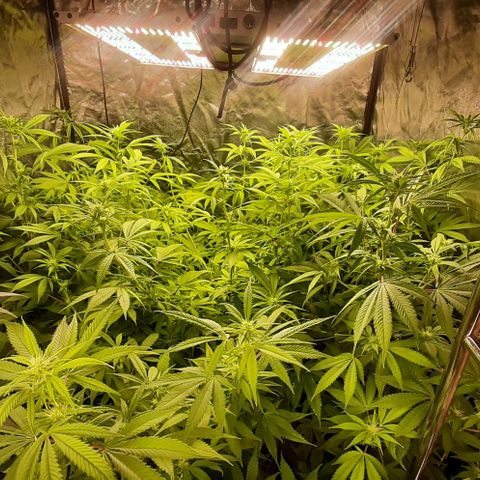 Think Tank growlog timeline photo