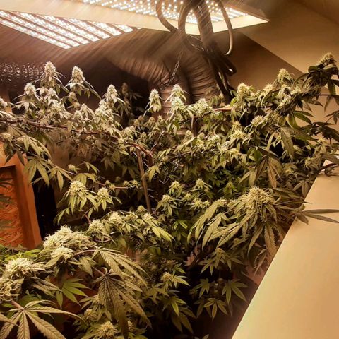 Mehrere Oreoz Pflanzen und Zyklen  growlog timeline photo