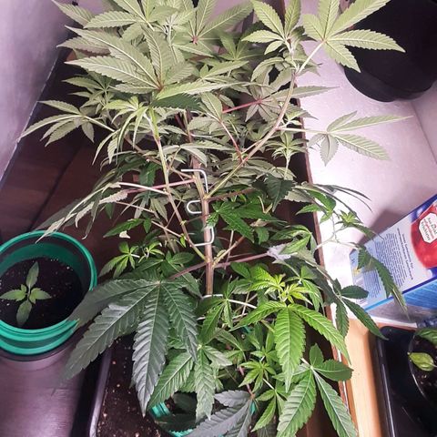 Mehrere Oreoz Pflanzen und Zyklen  growlog timeline photo