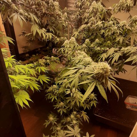 Mehrere Oreoz Pflanzen und Zyklen  growlog timeline photo