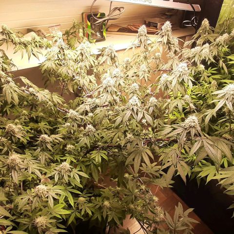 Mehrere Oreoz Pflanzen und Zyklen  growlog timeline photo