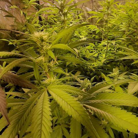 Think Tank growlog photo: Einfach eine schöne Pflanze die Spaß macht, definitiv eine Favoriten Strain !