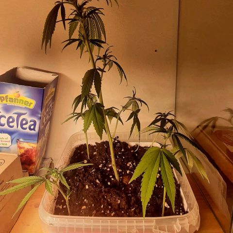 Think Tank growlog photo: Einfach eine schöne Pflanze die Spaß macht, definitiv eine Favoriten Strain !