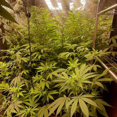 Think Tank growlog photo: Einfach eine schöne Pflanze die Spaß macht, definitiv eine Favoriten Strain !