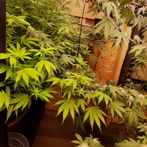 Think Tank growlog photo: Einfach eine schöne Pflanze die Spaß macht, definitiv eine Favoriten Strain !