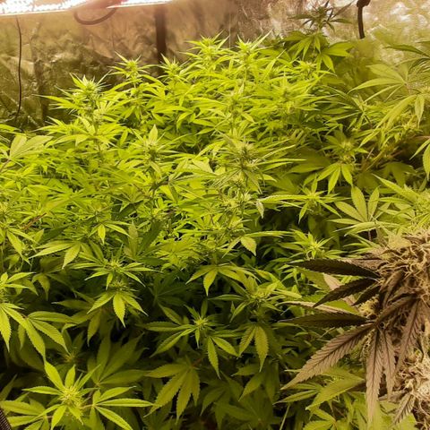 Think Tank growlog timeline photo