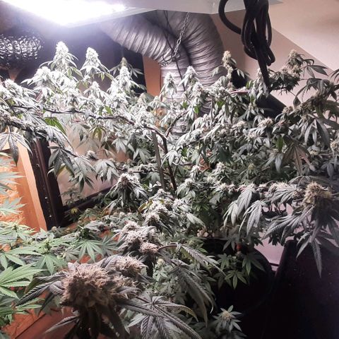 Mehrere Oreoz Pflanzen und Zyklen  growlog timeline photo