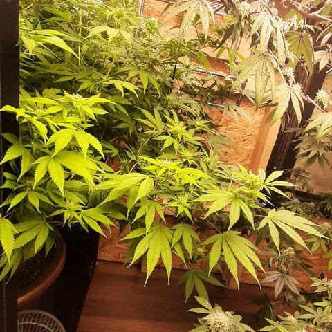 Think Tank growlog photo: Die frisst das ist unglaublich, trotzdem scheint sie noch leichte Probleme zu haben, ich vermute Calcium/ Magnesium Kalium und Stickstoff mangel obwohl sie ordentlich bekommt. 