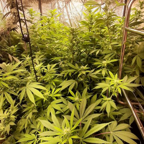 Think Tank growlog photo: Die frisst das ist unglaublich, trotzdem scheint sie noch leichte Probleme zu haben, ich vermute Calcium/ Magnesium Kalium und Stickstoff mangel obwohl sie ordentlich bekommt. 