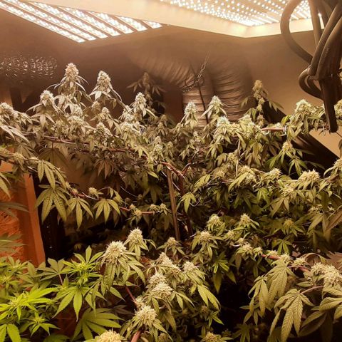 Mehrere Oreoz Pflanzen und Zyklen  growlog timeline photo